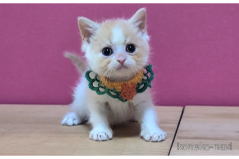成約済の東京都のマンチカン-105341の1枚目